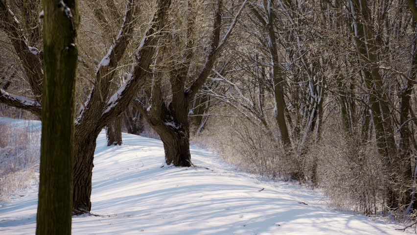 Sunny frosty snowy park with the lonely bench near frozen lake on clear bright weather