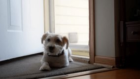 Pet Jack Russel dog lying and waiting for his master and looks sadly through house glass door at the street.  - Powered by Shutterstock - Get 15% off with code: PIKWIZARD15
