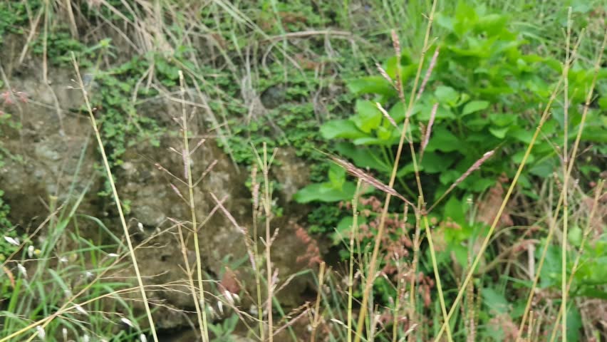 green scenery with mountain background