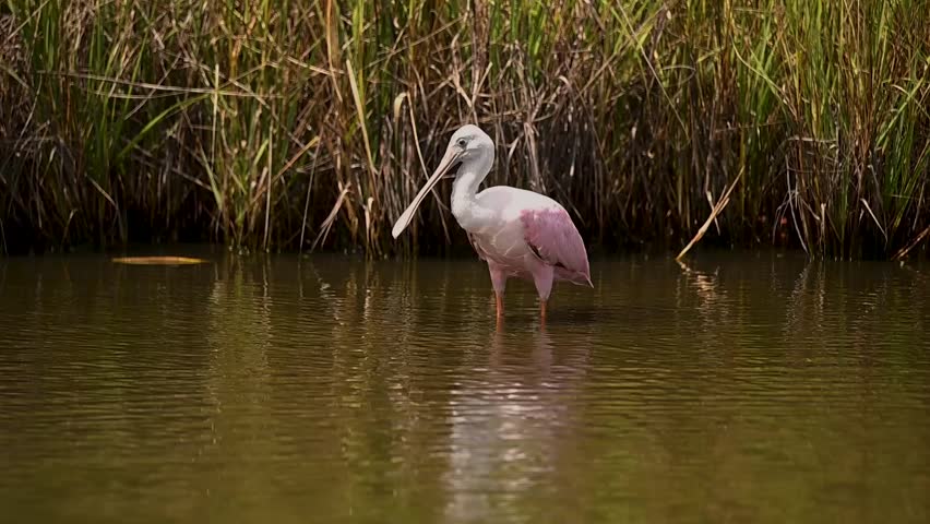 Spoonbill wades through serene waters at sunset in a coastal marsh