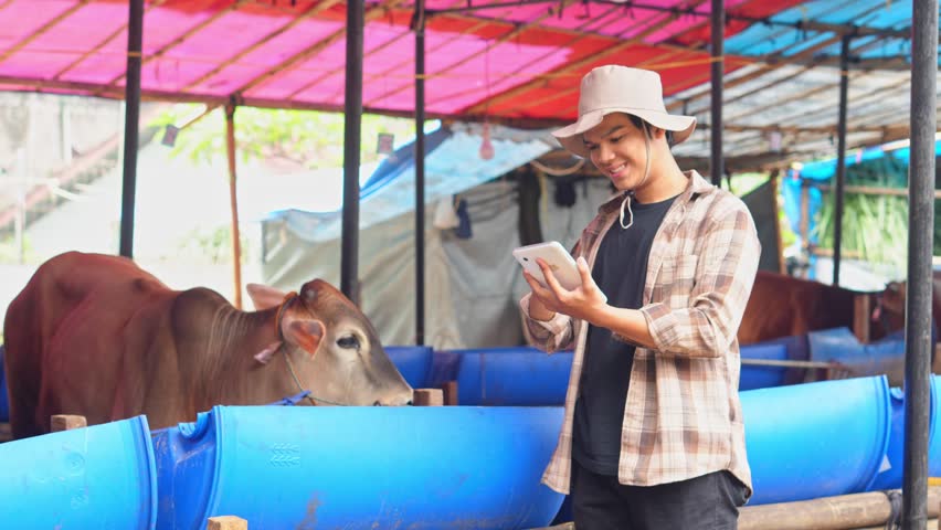Asian Male Farmer in Cowshed Checking Cattle Data on Digital Tablet