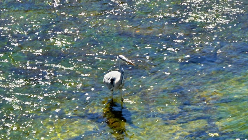 A detailed close-up shot of a majestic heron wading through a shallow river on a sunny summer day. The bird’s graceful movement and sharp features are highlighted by the natural light and calm water