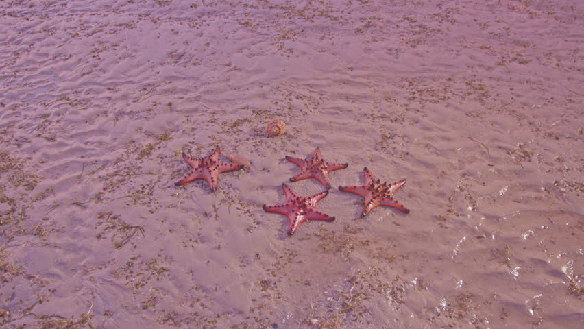 Red starfish feeds on sea grass. bright orange starfish Move slowly on the sand.
Starfish live along the sea grass. When the tide is low, the starfish will be stuck on the seashore.