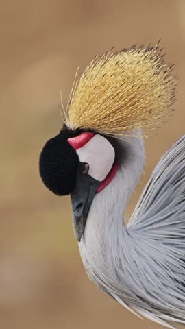 Vertical Funny Bird Shot of a Crane, Vertical Grey Crowned Crane Video for Social Media Instagram Reels and Tiktok Grey of African Birds on African Wildlife Safari in Maasai Mara National Park