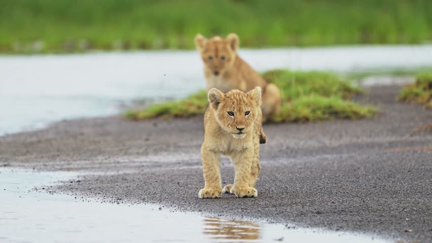 Lion Cubs by a River in Serengeti Africa, Two Lions in Pride by the Water in Tanzania in Africa, Cute Small Lion Cub from Low Angle Eye Level Shot on African Animals Wildlife Safari Game Drive