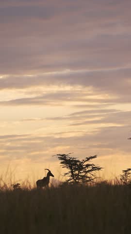 Vertical Topi and Dramatic Orange Sunset for Social Media in Africa on African Safari, Vertical Video of Topi Antelope African Animals Shot for Social Media Instagram Reels and Tiktok in Kenya