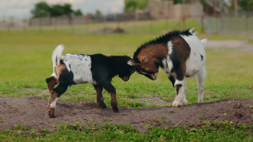 Two young goats with spotted coats playfully butting heads in a light-hearted clash on a farm pasture. High quality 4k footage