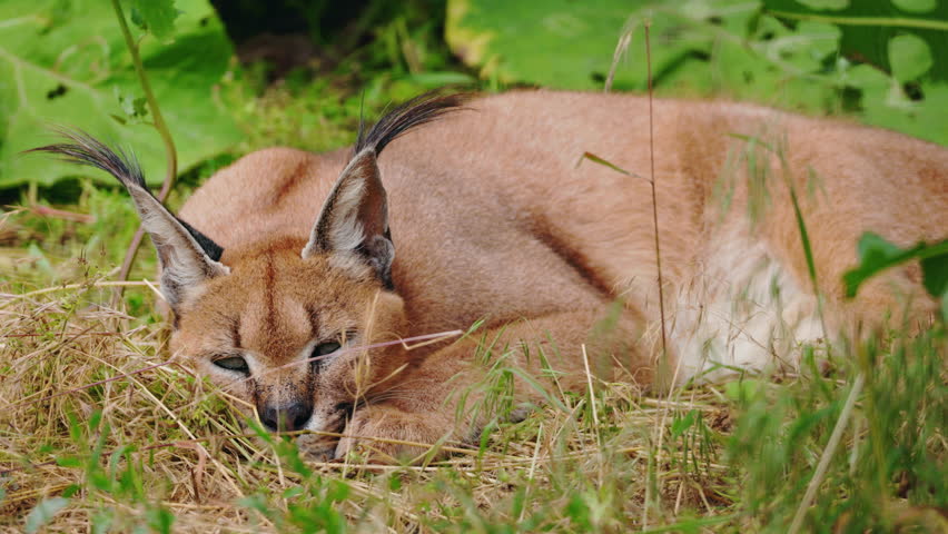 Caracal resting on dry grass with eyes half closed and long black ear tufts raised, blending into natural green surroundings. High quality 4k footage