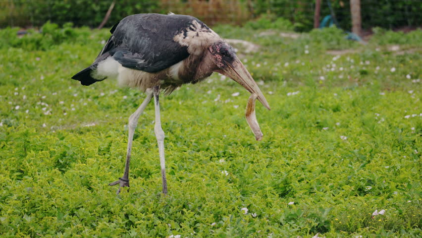 Marabou stork with a bald head and large bill walking through green grass, showcasing its distinctive appearance and long legs. High quality 4k footage
