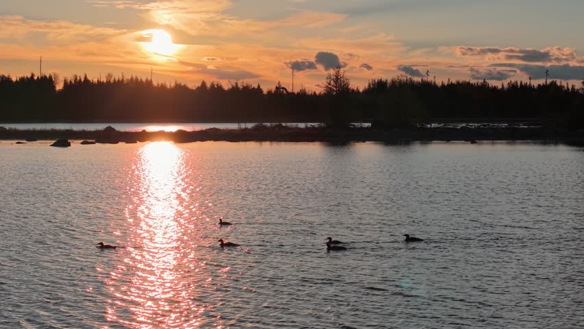 Golden hour sunset over calm lake as mergansers swim across reflective water under vibrant sky