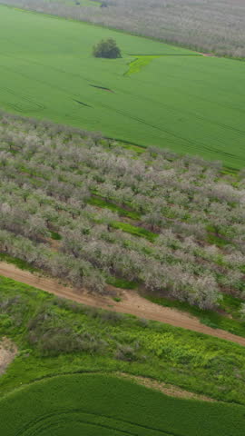 Huge column of blossoms in an almond field Vertical video, near green fields, high altitude shot, parallax drone slow motion