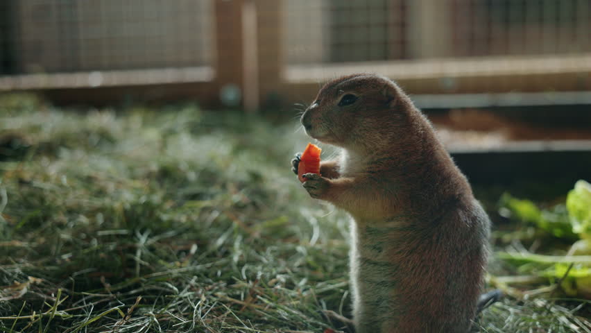 Adorable prairie dog standing upright while eating a small red fruit on hay inside an enclosure. High quality 4k footage