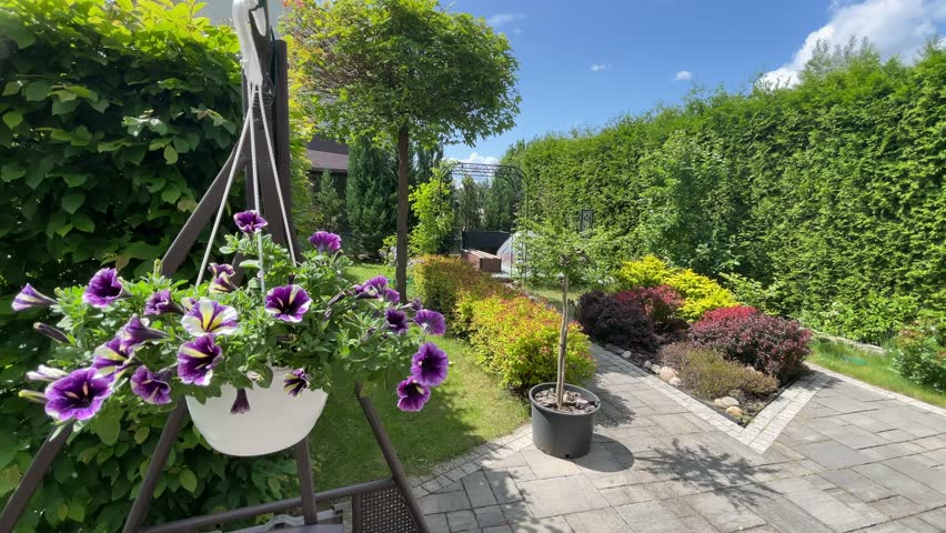 White hanging pot with blooming petunia in backyard in summer. Nature and seasons, landscape design.