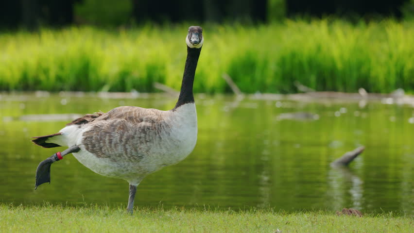 Canada goose standing on one leg by a pond, stretching its webbed foot while looking straight ahead in a green natural setting. High quality 4k footage