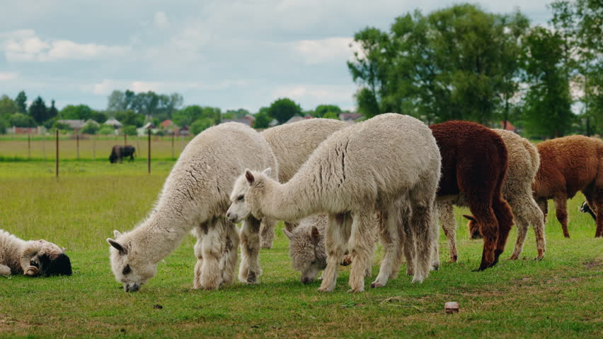 Alpacas of various colors peacefully grazing on a green field with other farm animals in the background near a rural village. High quality 4k footage