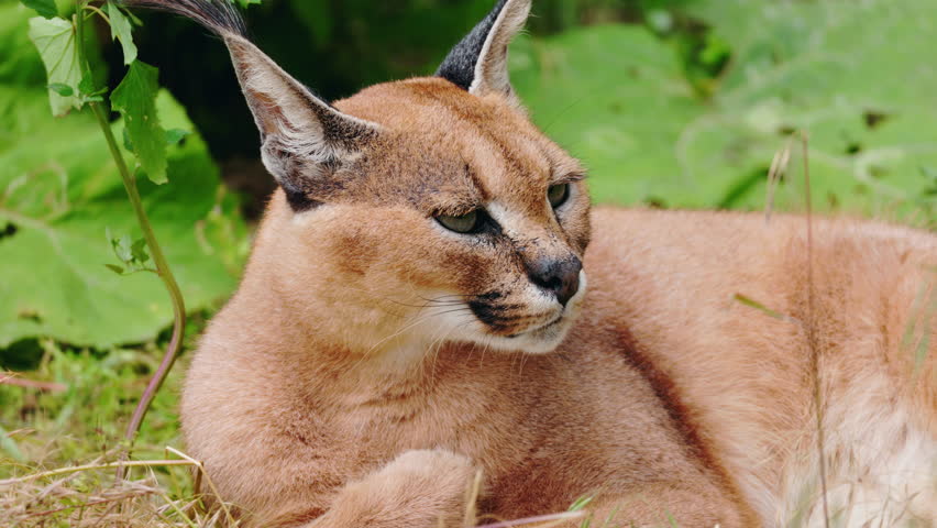 Caracal lying in the grass with its head turned sideways and eyes closed, showcasing long black ear tufts and smooth reddish coat. High quality 4k footage