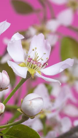 Closeup of Pear Flowers Opening in Spring on Pink Background, Vertical Growing Time Lapse