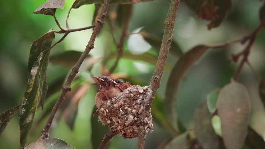Paradise flycatcher bird 4k closeup footage closeup front side, female back side. four nestling
