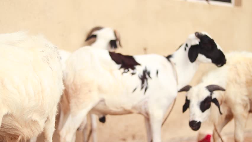 Close-up of Churra sheep grouped near a white wall in Ibadan, Oyo State. Indoor or enclosed livestock setting. A group of male sheep, rams and ewes captured indoor in Africa, Nigeria.