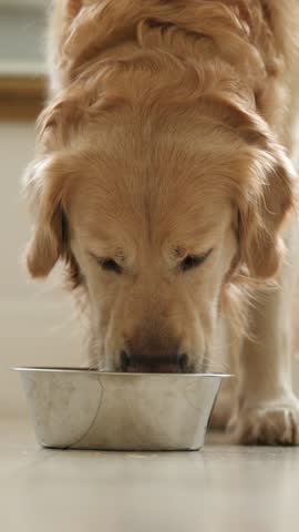 Adorable Golden Retriever Dog Drinking Water From Food Bowl Close Up, Vertical Video