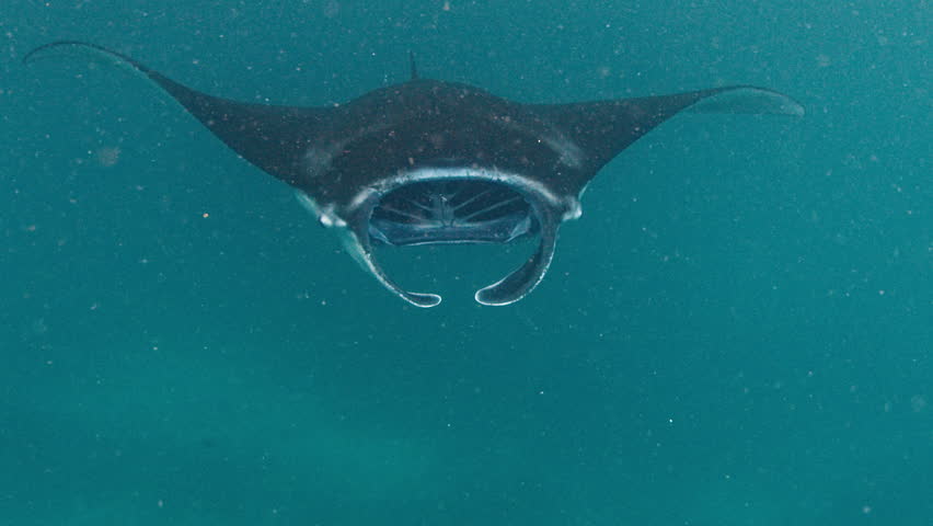 Manta Ray swims underwater near the island of Nusa Penida in Indonesia