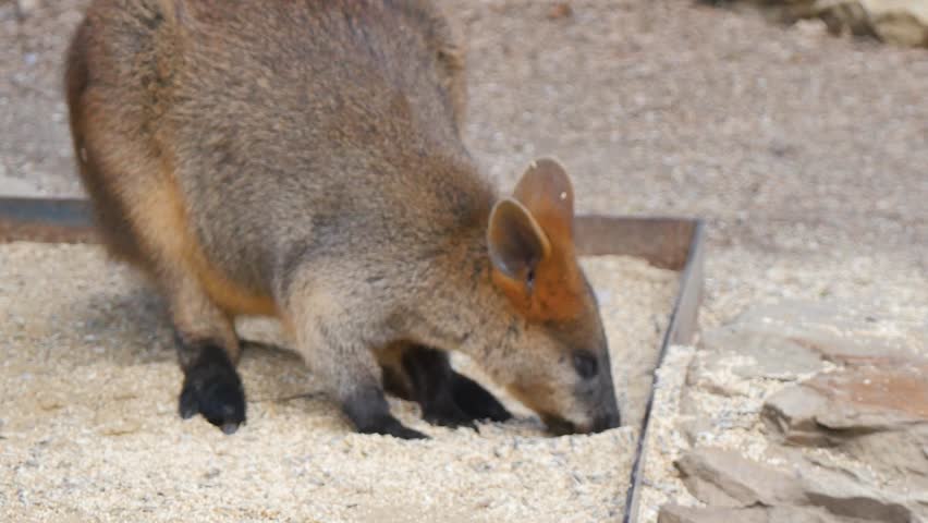 Wallaby eating from the ground