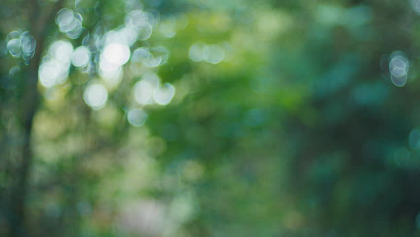 Naturally blurred tropical windy forest