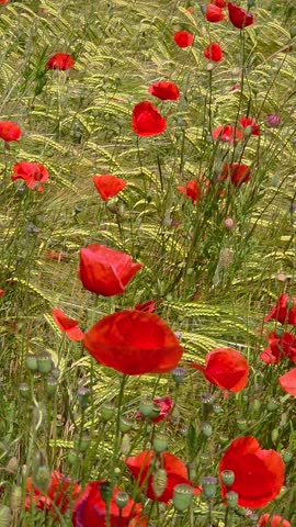 Grain field with red poppies near Pähl, Upper Bavaria, Bavaria, Germany, Europe