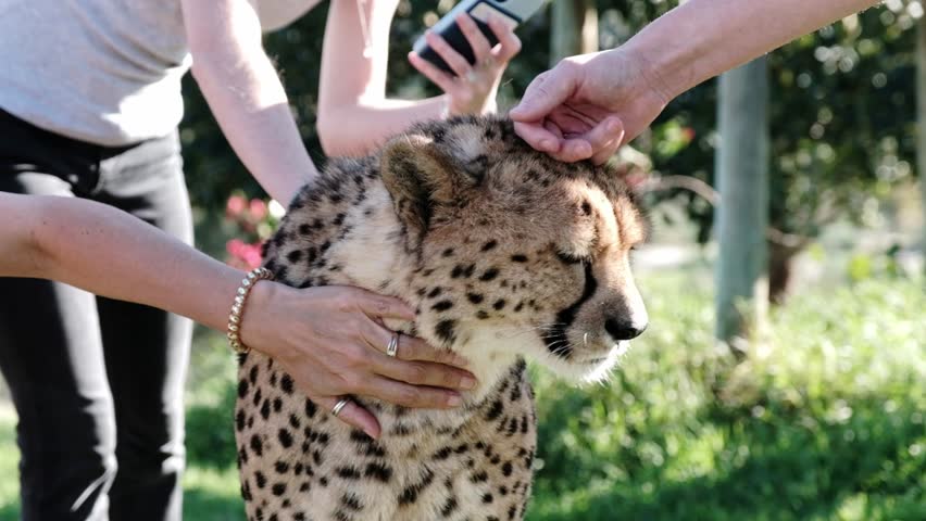 A tame adult cheetah in captivity, being stroked and touched by several humans at the same time