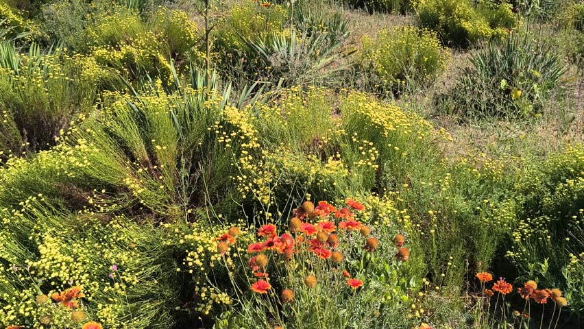 green bushes with yellow flowers. summer flowerbed. many small yellow flowers. shaggy green bush.