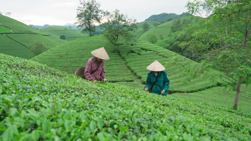 Couple asian farmer woman harvesting tea leaves on hillside in Long Coc tea hill at Phu Tho, Vietnam