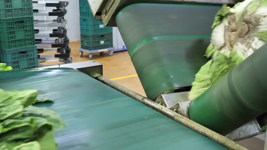 A worker with red gloves uses a knife to cut large cabbage heads on a green conveyor belt, beginning the process in an industrial food facility.