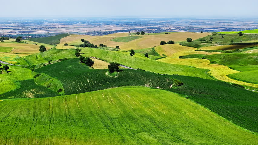 Aerial shot of green rolling hills and wheat fields natural landscape in Xinjiang, China.