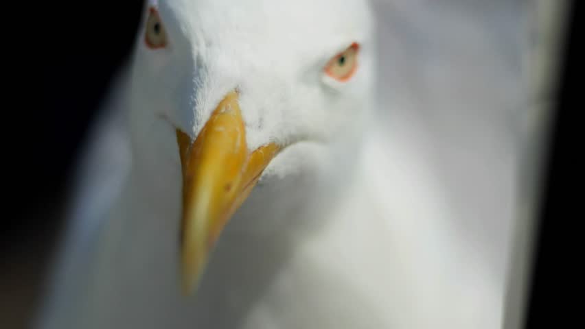 Seagull Face Close-up - Striking Seagull Head Shot | Wild Bird Gaze and Detailed Beak; Intense Seagull Face with Piercing Eyes | Majestic Coastal Bird Portrait