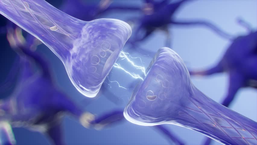 Neuron cells with synapses in the human brain firing signals. Neuron and synapse activity, Nerve conduction, biology concept, 3D rendering.