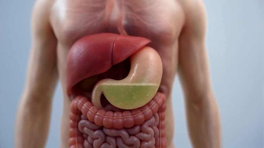 Human digestive system features stomach liver and intestines
