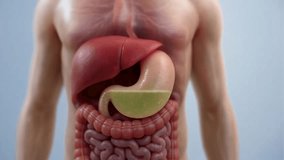 Human digestive system features stomach liver and intestines - Powered by Shutterstock - Get 15% off with code: PIKWIZARD15