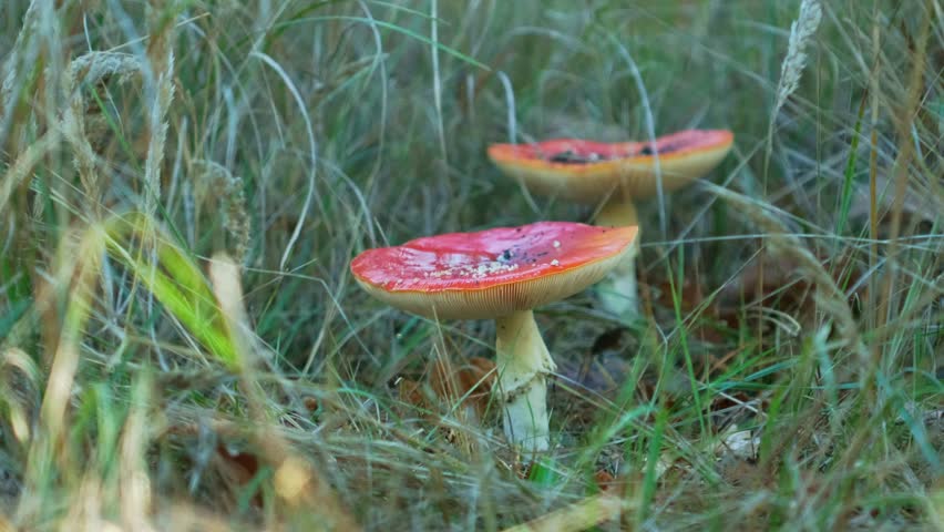 Fly agaric mushrooms growing in the forest. Red cap mushrooms or Amanita muscaria - hallucinogenic dangerous mushrooms. Rainy weather. Raining. Toadstool mushrooms in the grass