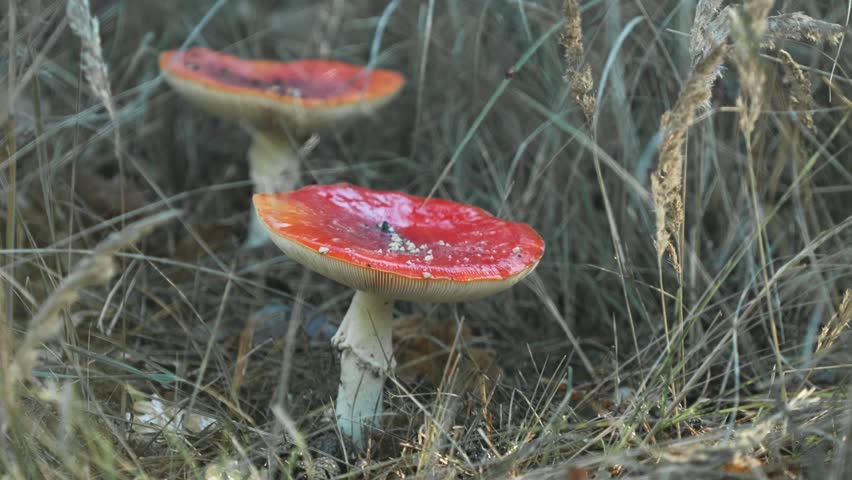 Fly agaric mushrooms growing in the forest. Red cap mushrooms or Amanita muscaria - hallucinogenic dangerous mushrooms. Rainy weather. Raining. Toadstool mushrooms in the grass