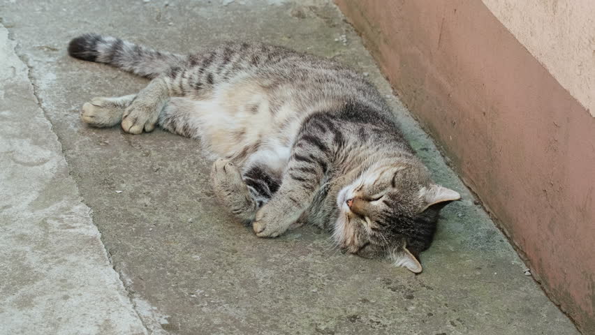 Sleepy cat. Grey-brown striped cat is lying and sleeping