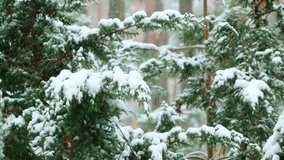 Winter scenery with snow falling on fir tree branch. Evergreen pine trees covered with fallen snow in winter forest. Christmas time Winter fairy tale. Snowing winter background. Falling snow. Snowfall - Powered by Shutterstock - Get 15% off with code: PIKWIZARD15
