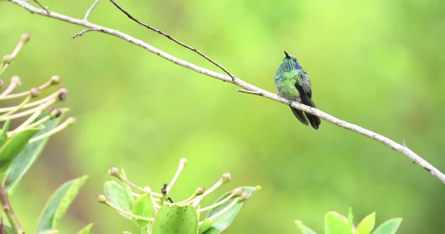 Hummingbird, branch, standing, plants, bird, wildlife, nature, tropical, perched, forest, jungle, fauna, small bird, exotic, feathers, colorful, avian, natural habitat, quiet, wild, forest life, green