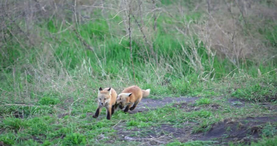Red Fox Hunting in the Grass with Prey in Sight — Gripping Wildlife Footage Capturing the Predator’s Stealth, Focus, and Natural Instincts in a Lush Outdoor Habitat.
