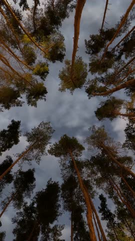 Day turns into night. Time-lapse nature vertical video, View from the bottom up. Pine Trees Swaying Under Stars and Moon in Timelapse