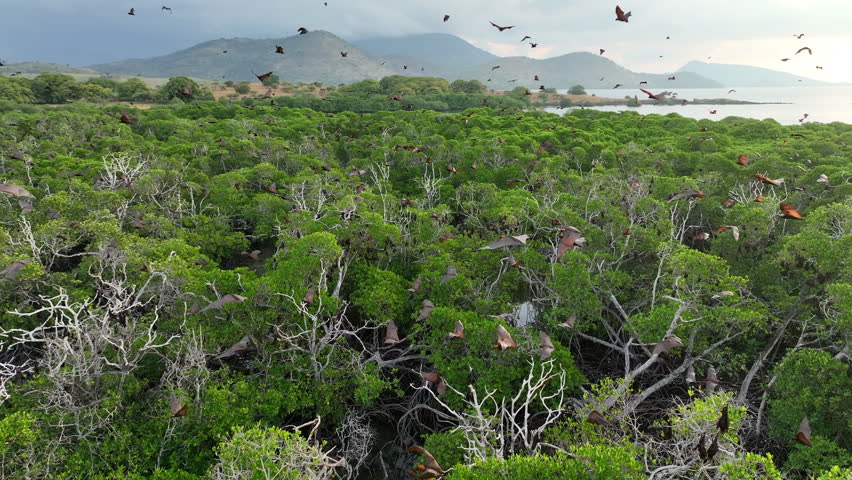 Sunda fruit bats, Acerodon mackloti, fly over an extensive mangrove forest on an island near Flores where their colony roosts. These large bats are considered a vulnerable species by the IUCN.