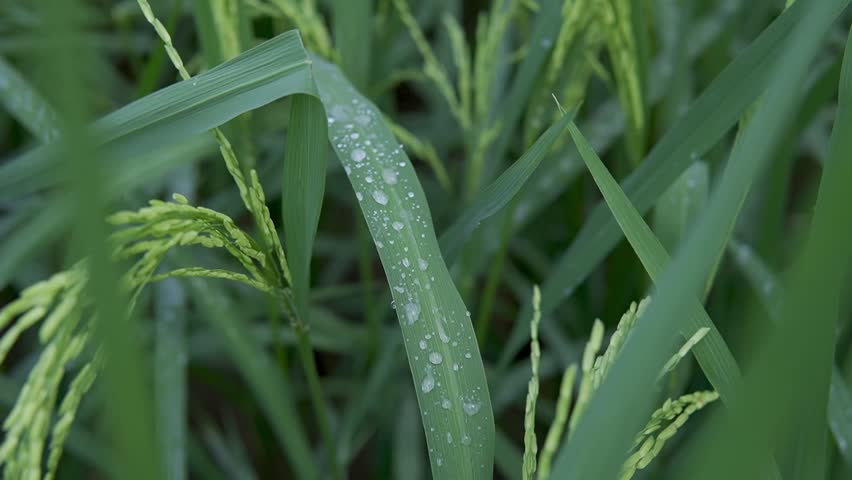 Close up of rice grass on dew water after rain