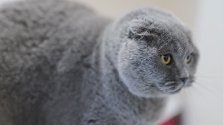 Angry Scottish Fold cat hisses with wide-open mouth and piercing yellow eyes, full of emotion
