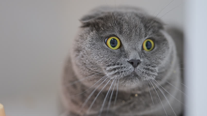 Scottish Fold cat with cute folded ears and big eyes looks surprised, funny and expressive