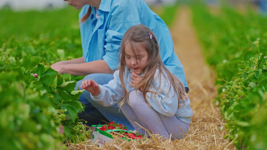 Strawberry patch. Mother with little daughter picking strawberries.View of farm strawberry rows with picking strawberries