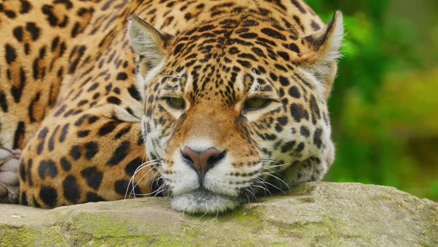 Solitary jaguar lies on a rock, resting in public zoo
